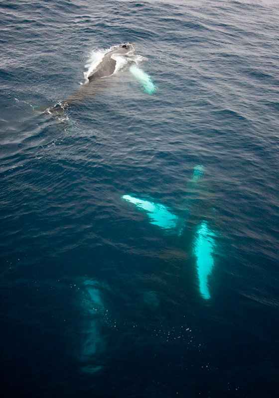 Humpback Whales